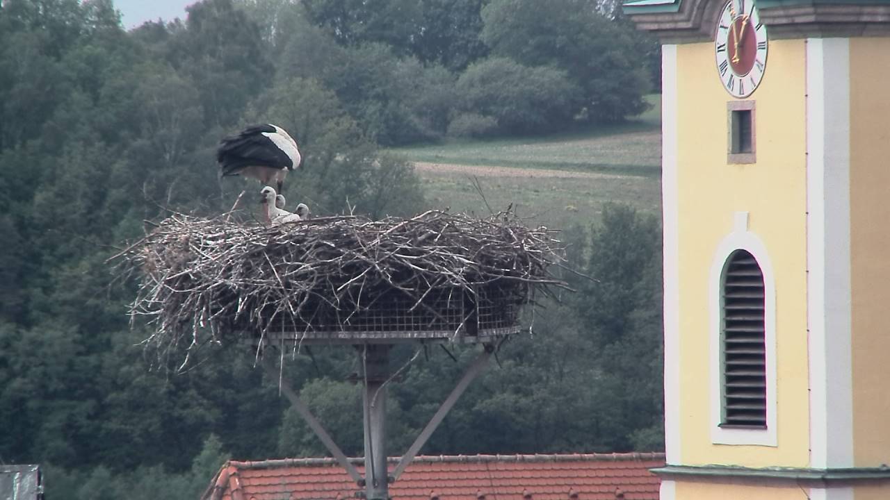 Storchglück hoch drei!