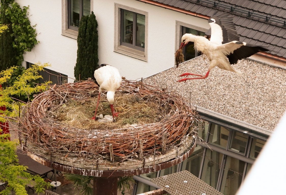 Stolze Storchen-Eltern in Floß
