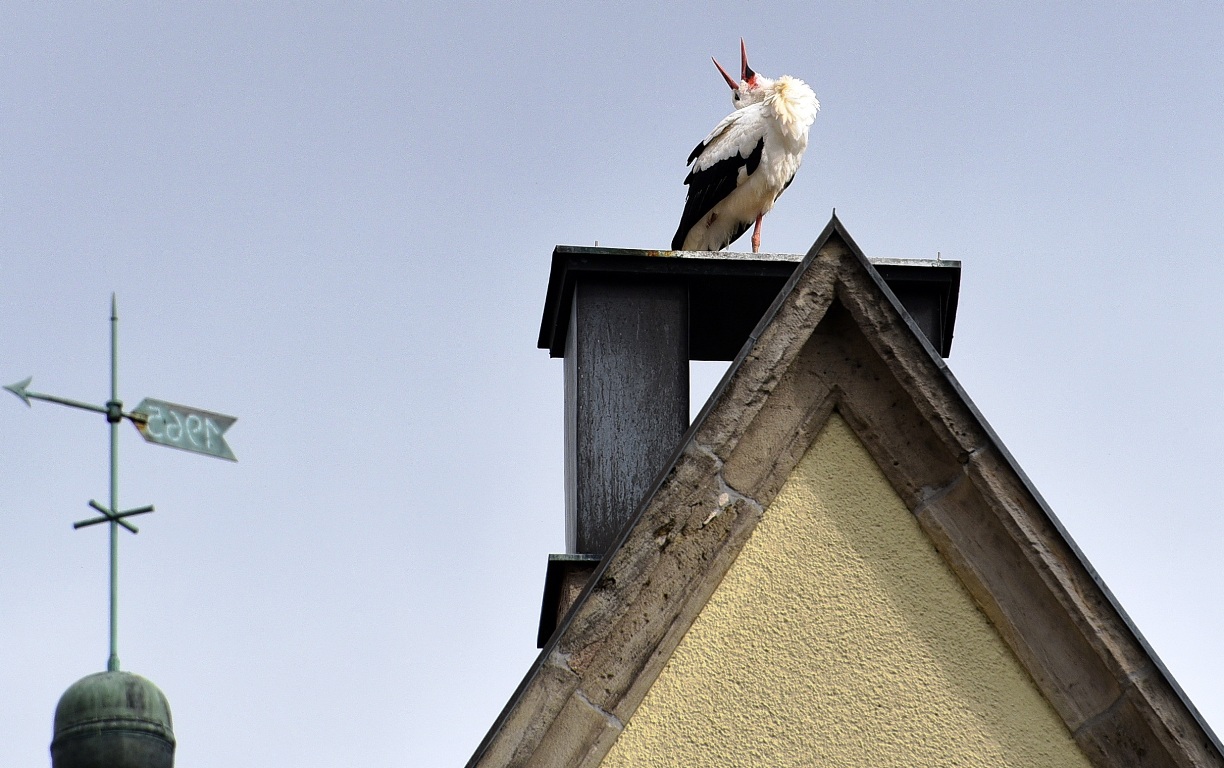 Sehnsucht beim Weidener Storch