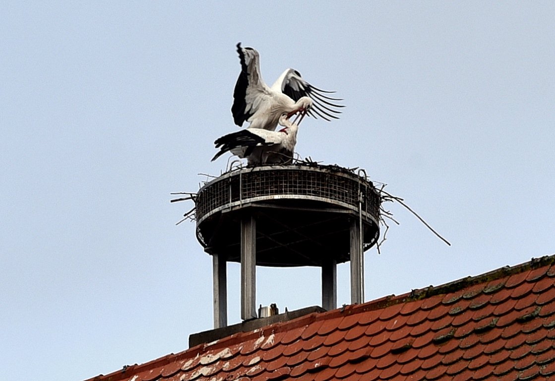 Familienplanung bei Weidens Storch