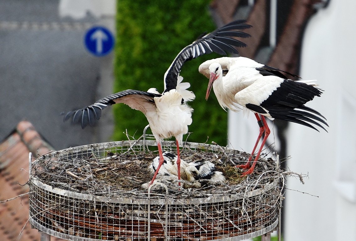 Nur noch zwei Storchenküken im Horst