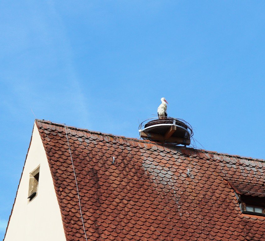Zieht ein Storchenpaar nach Grafenwöhr?