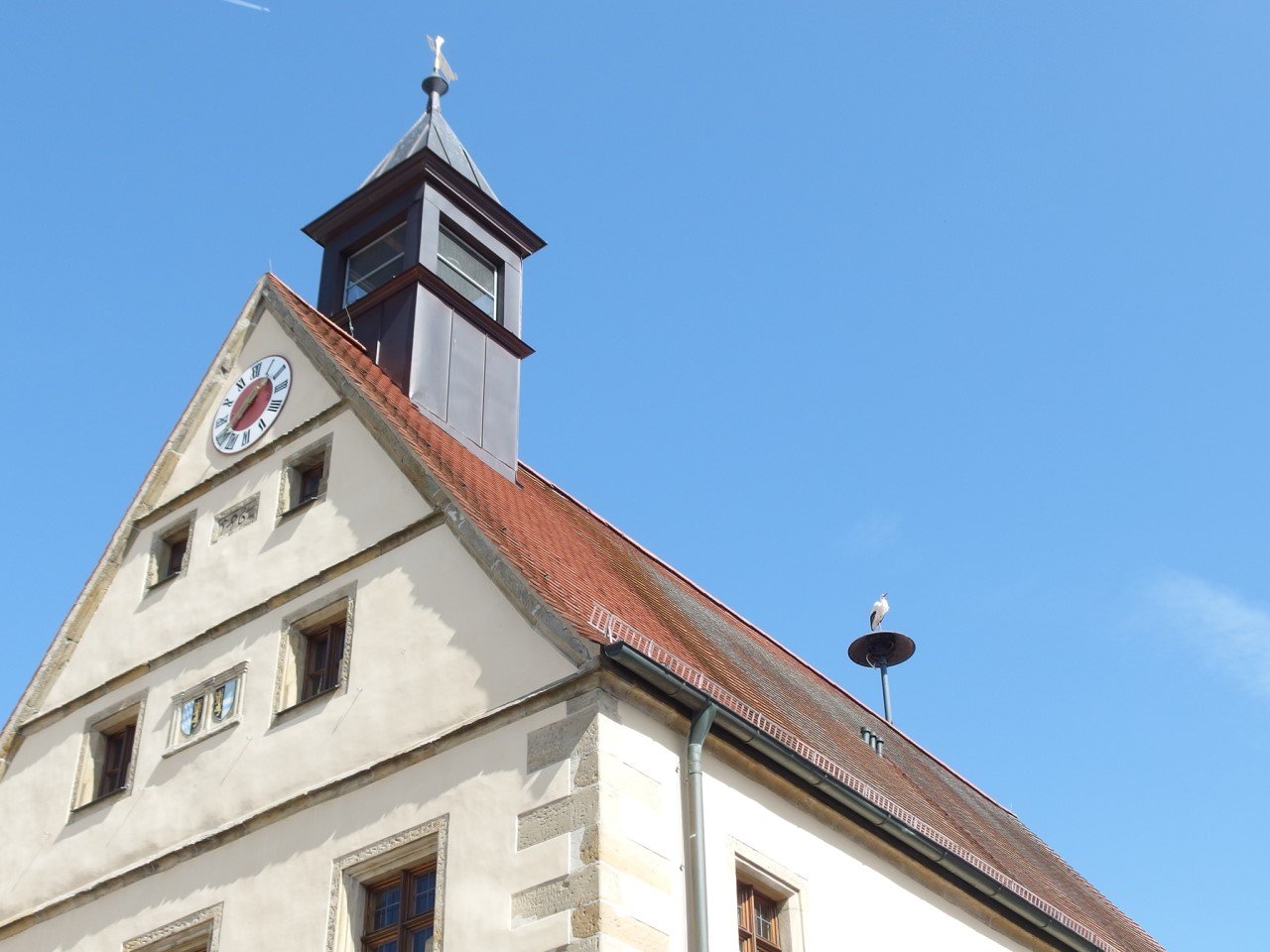 Storch und Möwen kämpfen um Futter: Experte weiß Rat