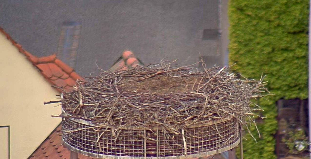 Weidener Storchküken sind tot