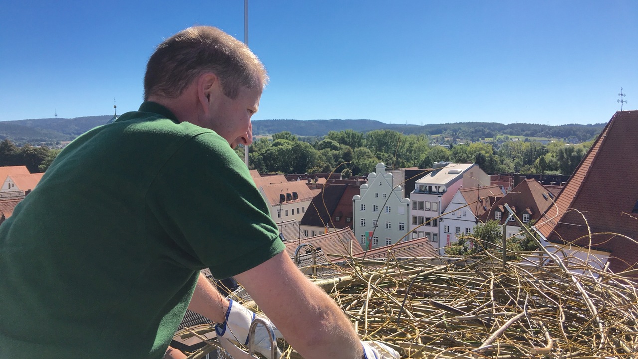 Ersatzhorst für Storchenpaar jetzt bezugsfertig