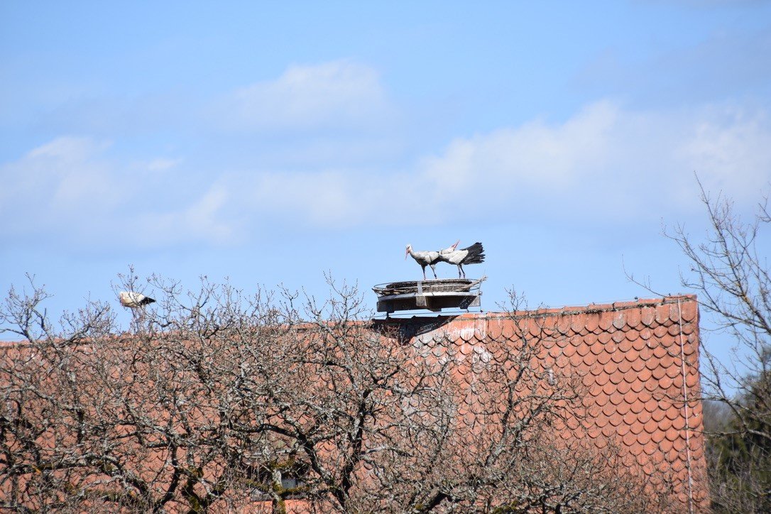 Kampf um den Horst – Storch versus Storchenpaar