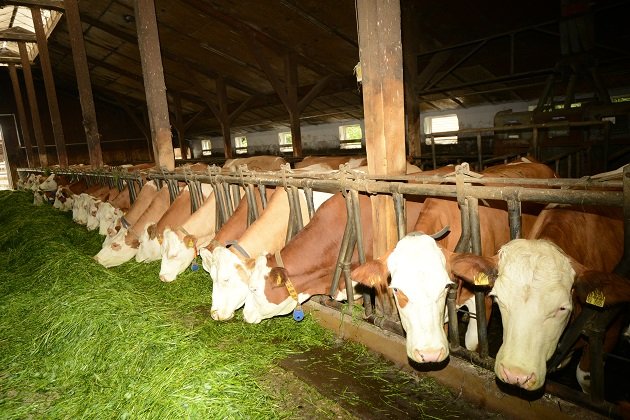 Molkereigenossenschaft: Weniger Milcherzeuger – trotzdem steigt die Milchmenge 