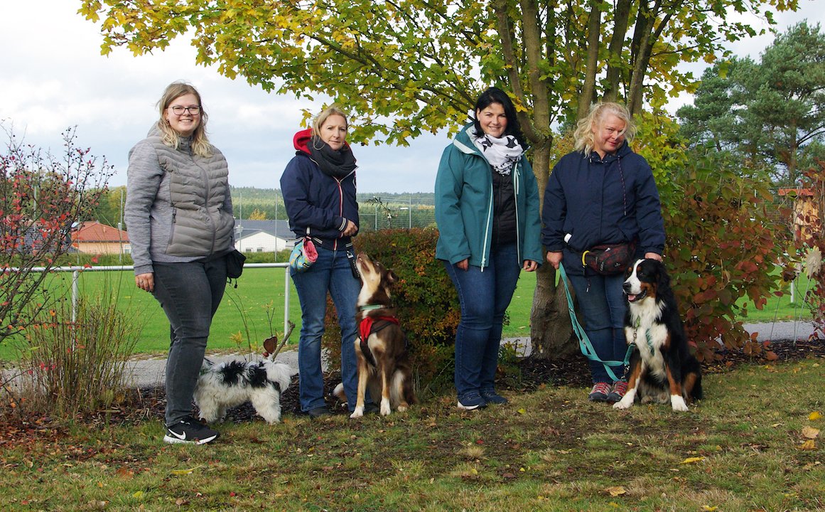 Tierische Freunde auf dem Weg zum Begleiter