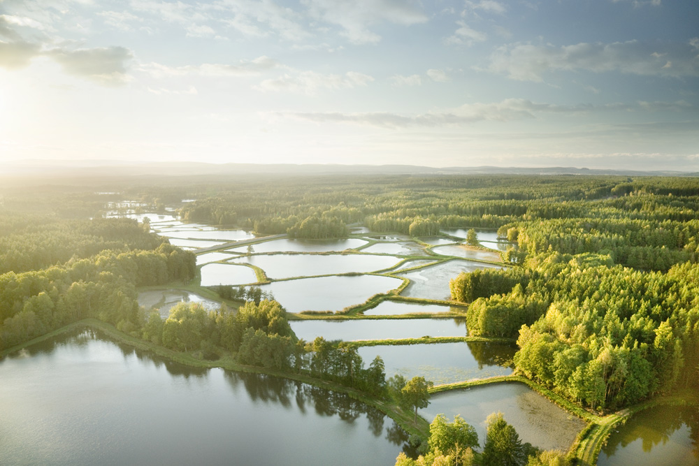 „Land der 1000 Teiche“: Fischhof Bächer als Botschafter für die Region