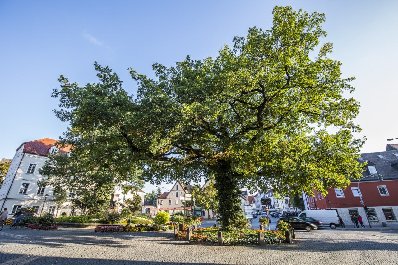 Stadtökologischer Lehrpfad: Der Schein trügt