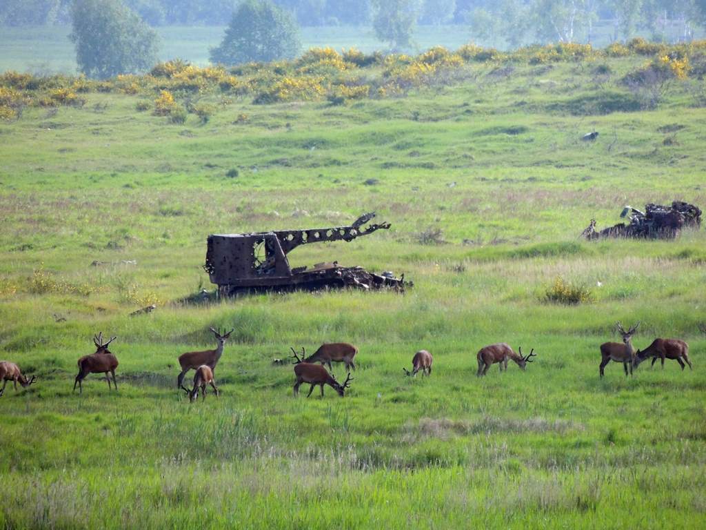 Blickfang: Truppenübungsplatz, die bayerische Serengeti!