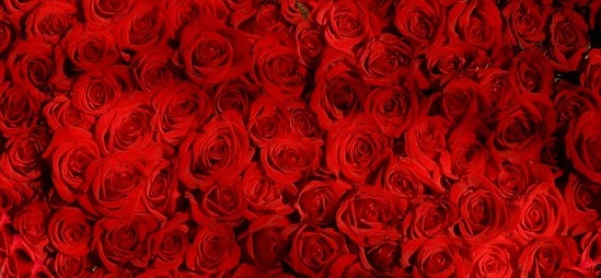 Profi-Tipps für wunderschöne Rosenblüten: Die Königin des Gartens