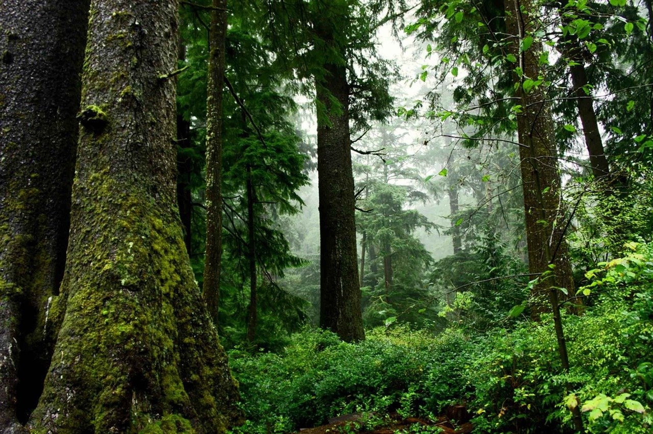 Müllfund in Vohenstraußer Wald macht doppelt wütend