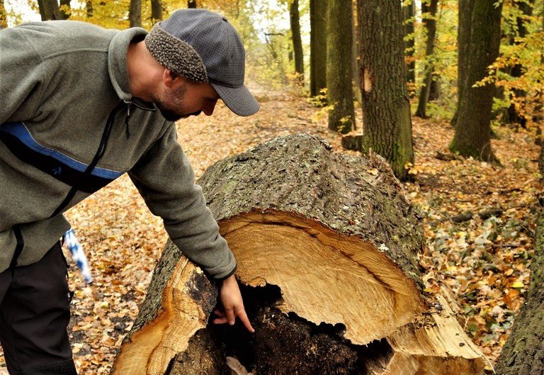 Felixwald im Top-Zustand, doch Arbeit gibt’s genug