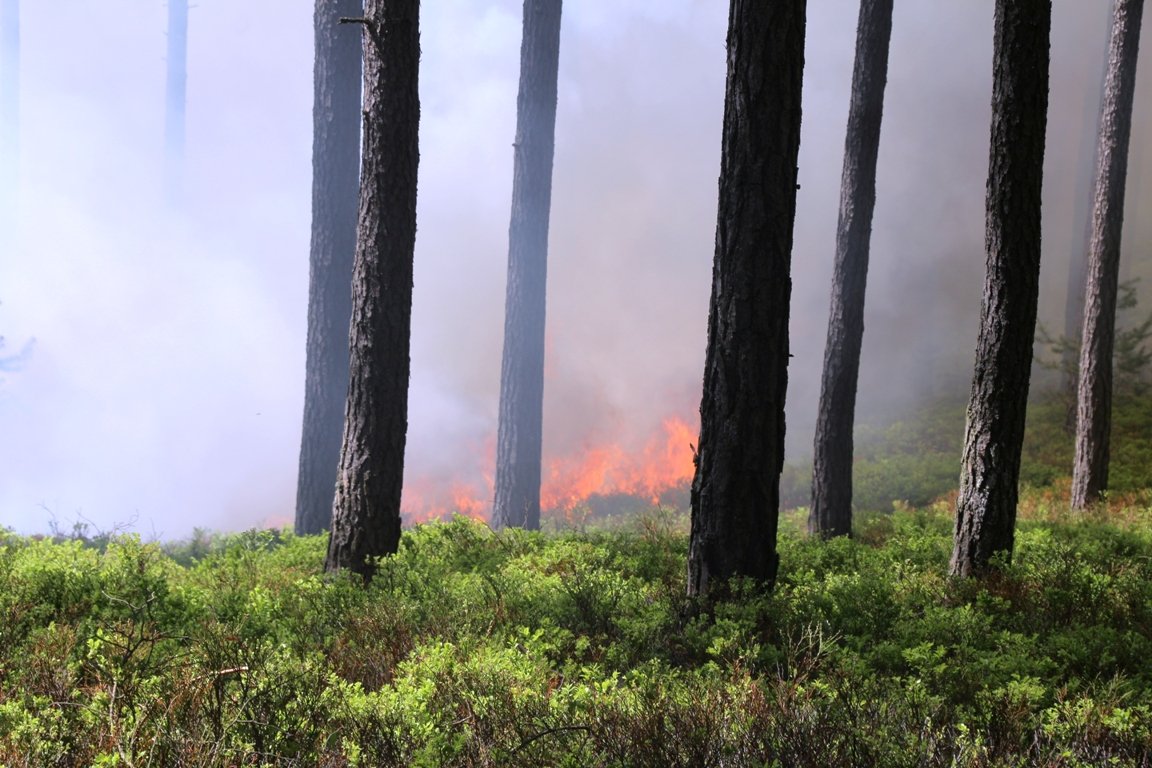 Großalarm: Feuer im Wald beim Brandweiher