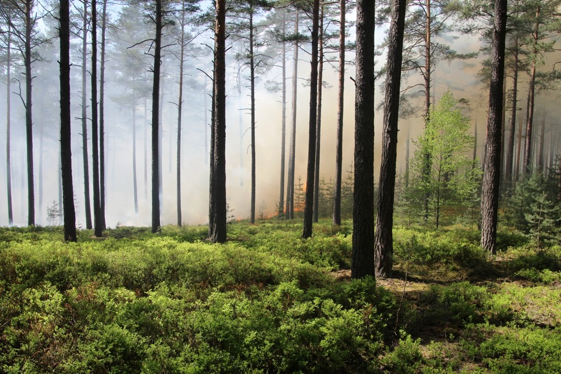 Waldbrandgefahr in der Oberpfalz
