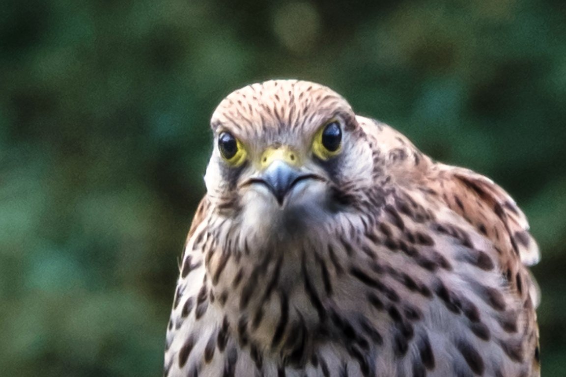 Auge in Auge mit dem Falken