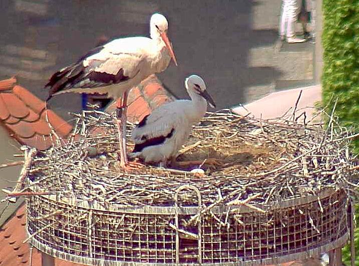 Geheimnis über Weidens Storch gelüftet