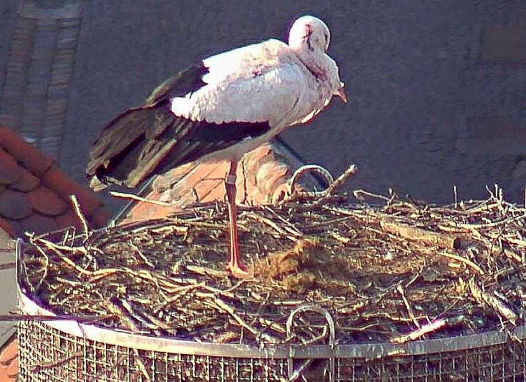 Weidener Storchenfrau zeigt Biss