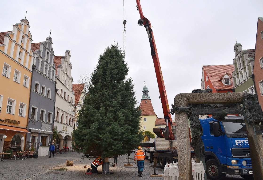 Weidener Weihnachtsbäume: Wo kommen die Tannen her?
