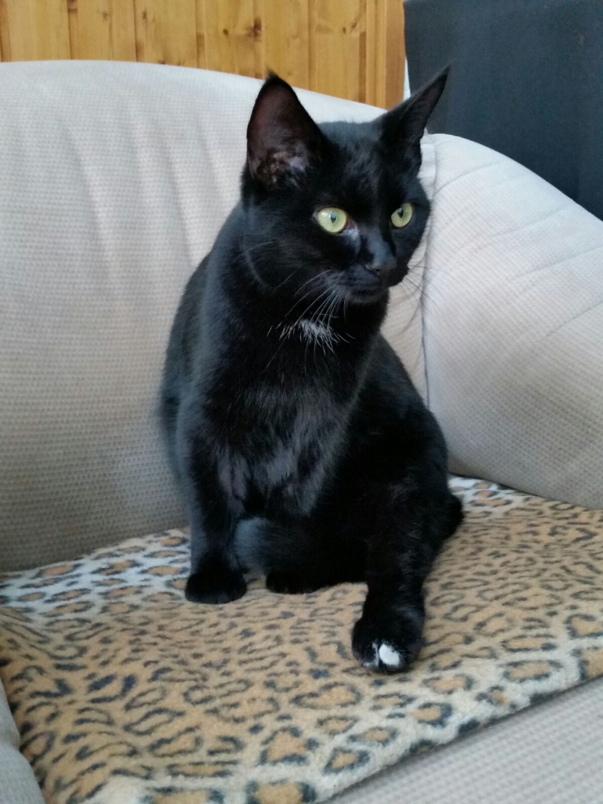 Katze zugelaufen: Wer vermisst diese Mieze?