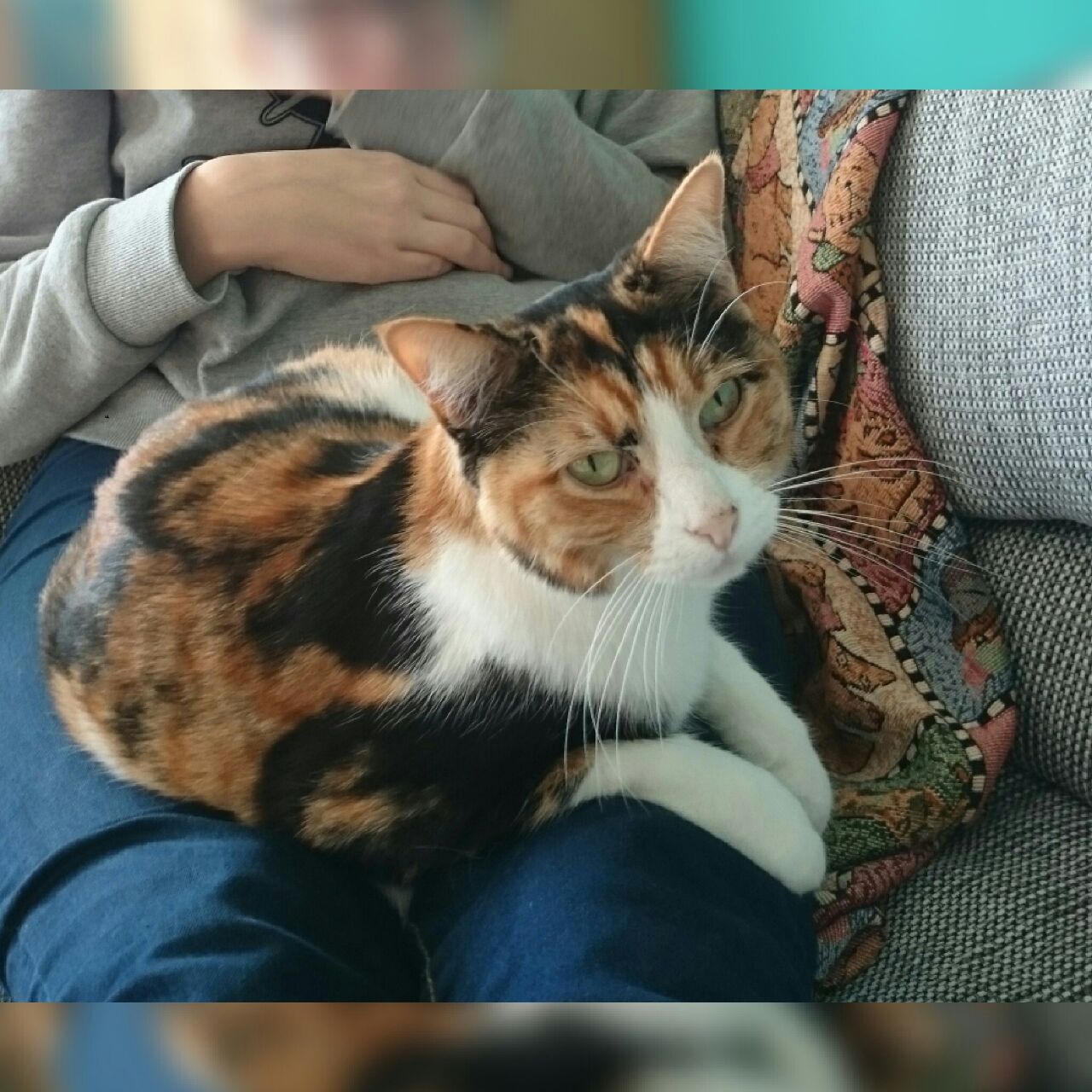 Katze entlaufen: Hat sie jemand gesehen?