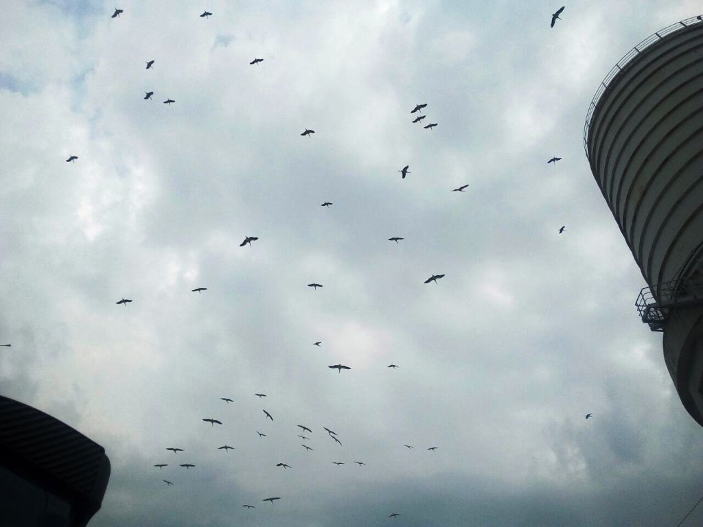 Storchinvasion in Tirschenreuth: Was war da los?