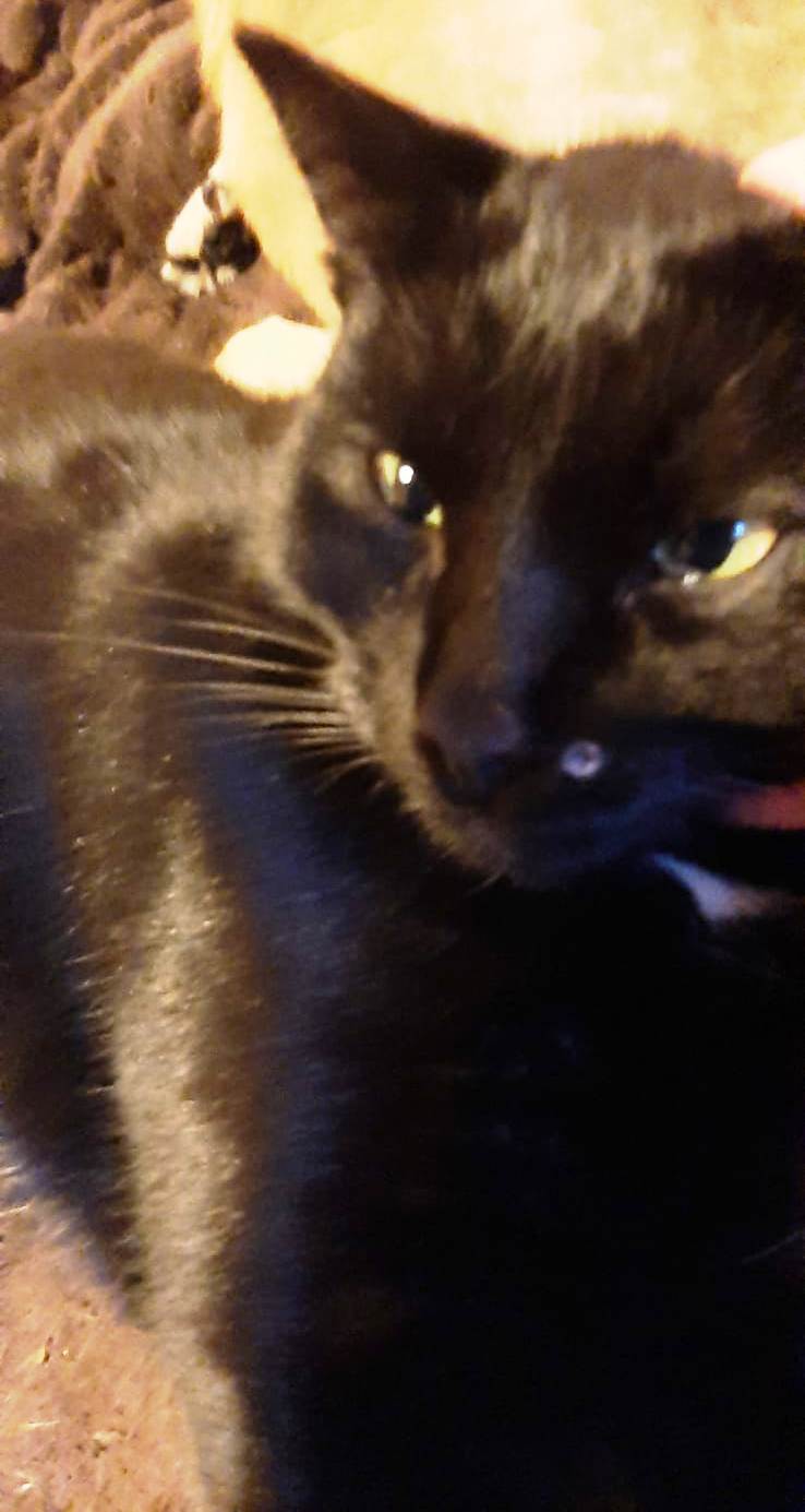 Katze mit Luftgewehr angeschossen