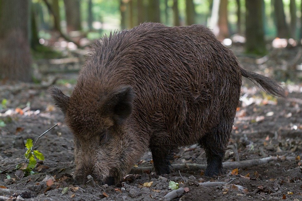Jagdgenossenschaft Döllnitz: Stolz auf Nachwuchs