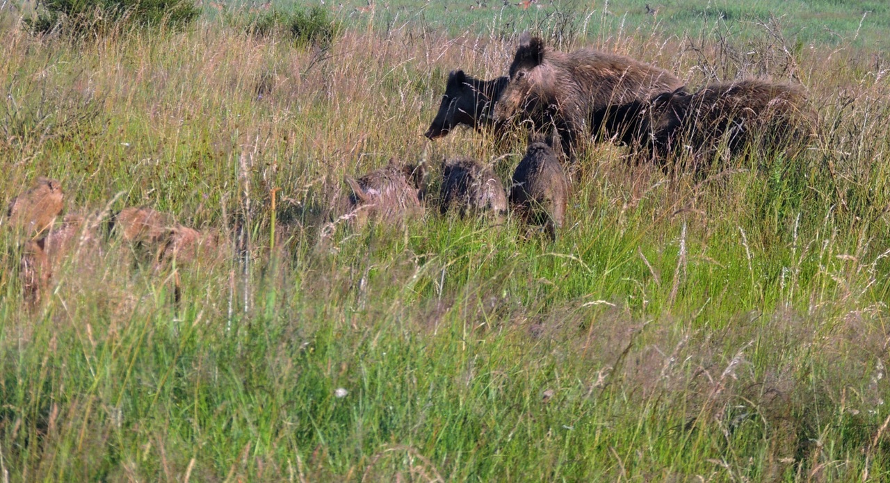 Abschussprämie für Wildschweinfrischlinge: Sinnvoll oder Unsinn?