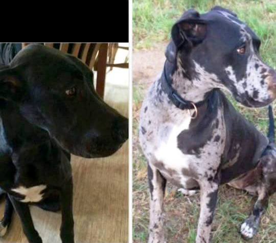 Hundemama sucht neue Familie ihrer Doggen