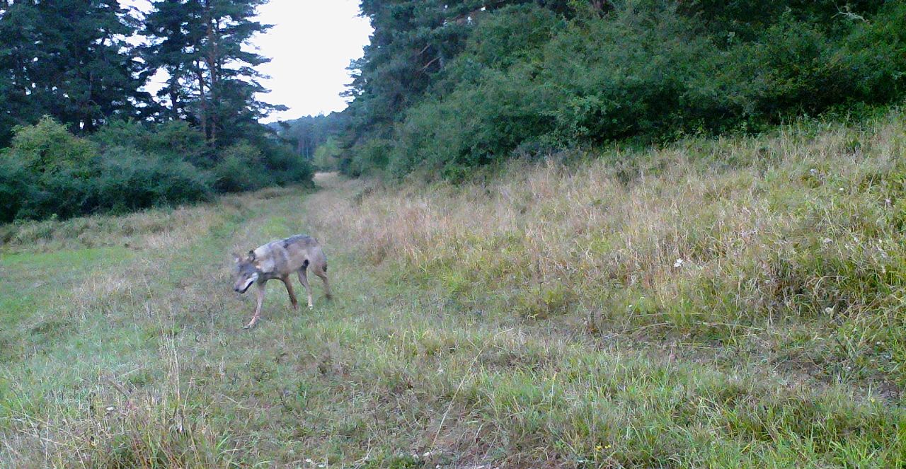 Wolf auf Truppenübungsplatz gesichtet: Was bedeutet das für uns?
