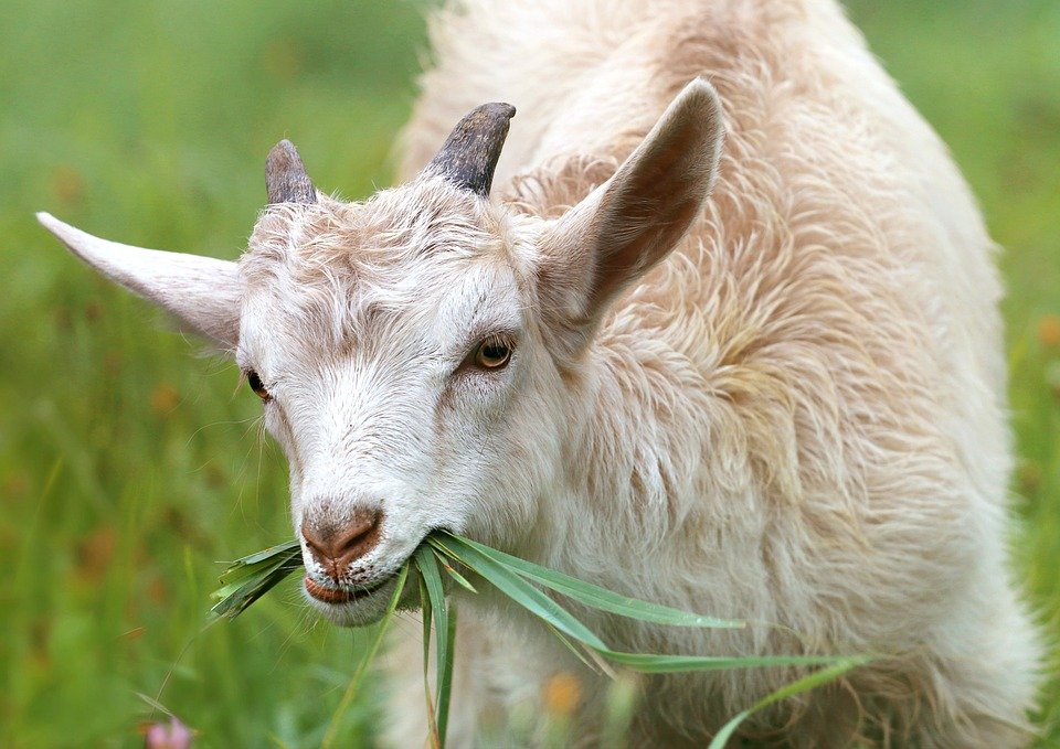 Veterinäramt Weiden rettet Ziegen