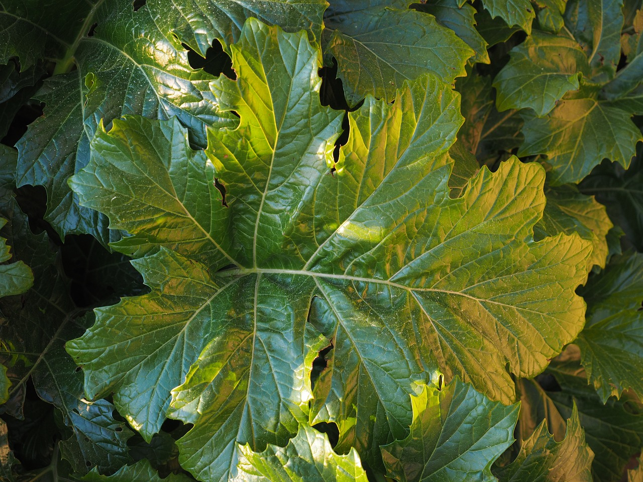 Akanthus-Altäre im Landkreis Tirschenreuth entdecken