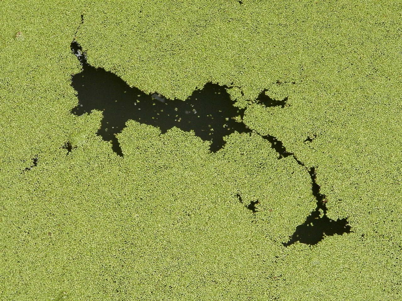 Achtung! Rothenbürger Weiher voller Blaualgen