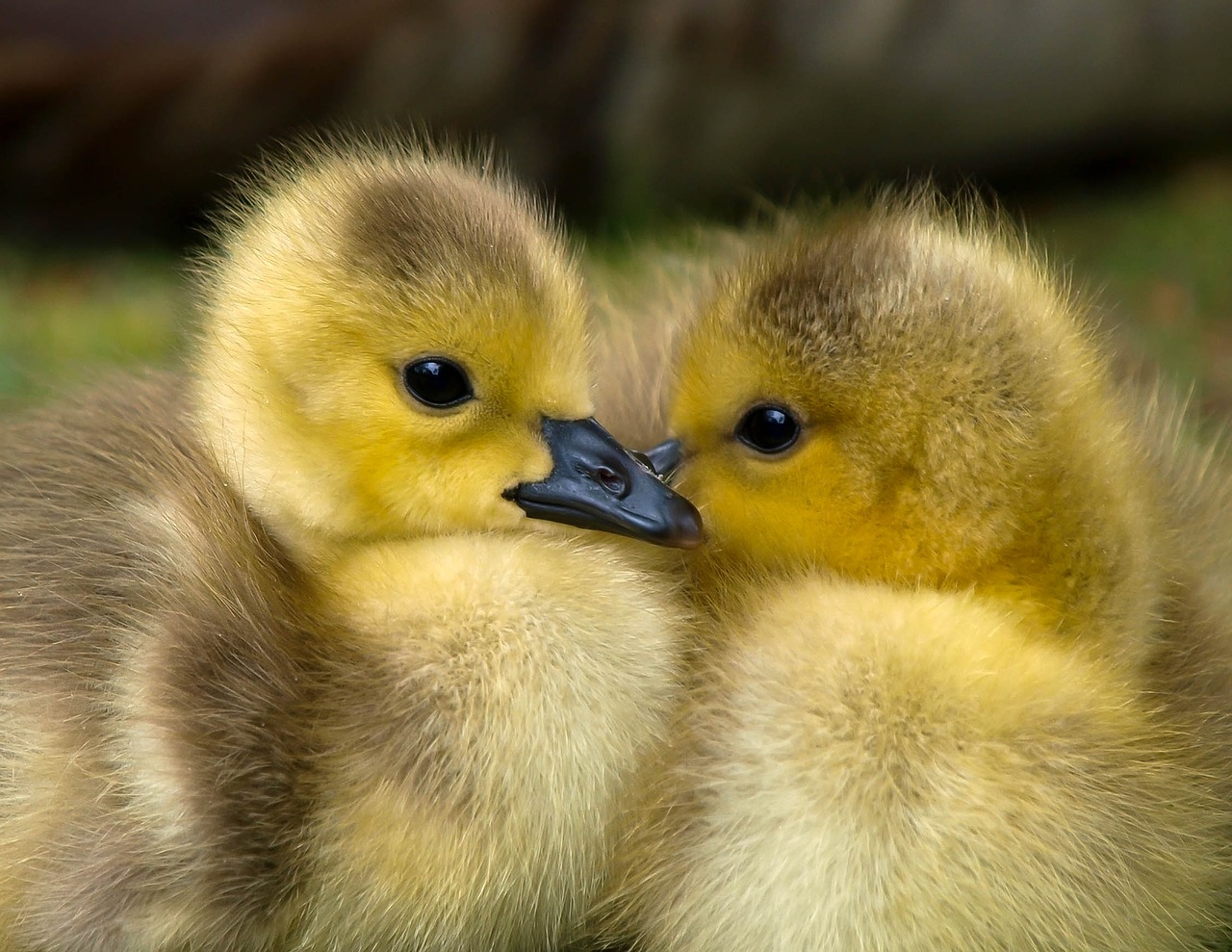Wildvogelpest-Fall in Weiden: Sperr- und Beobachtungsgebiete auch im Landkreis Neustadt
