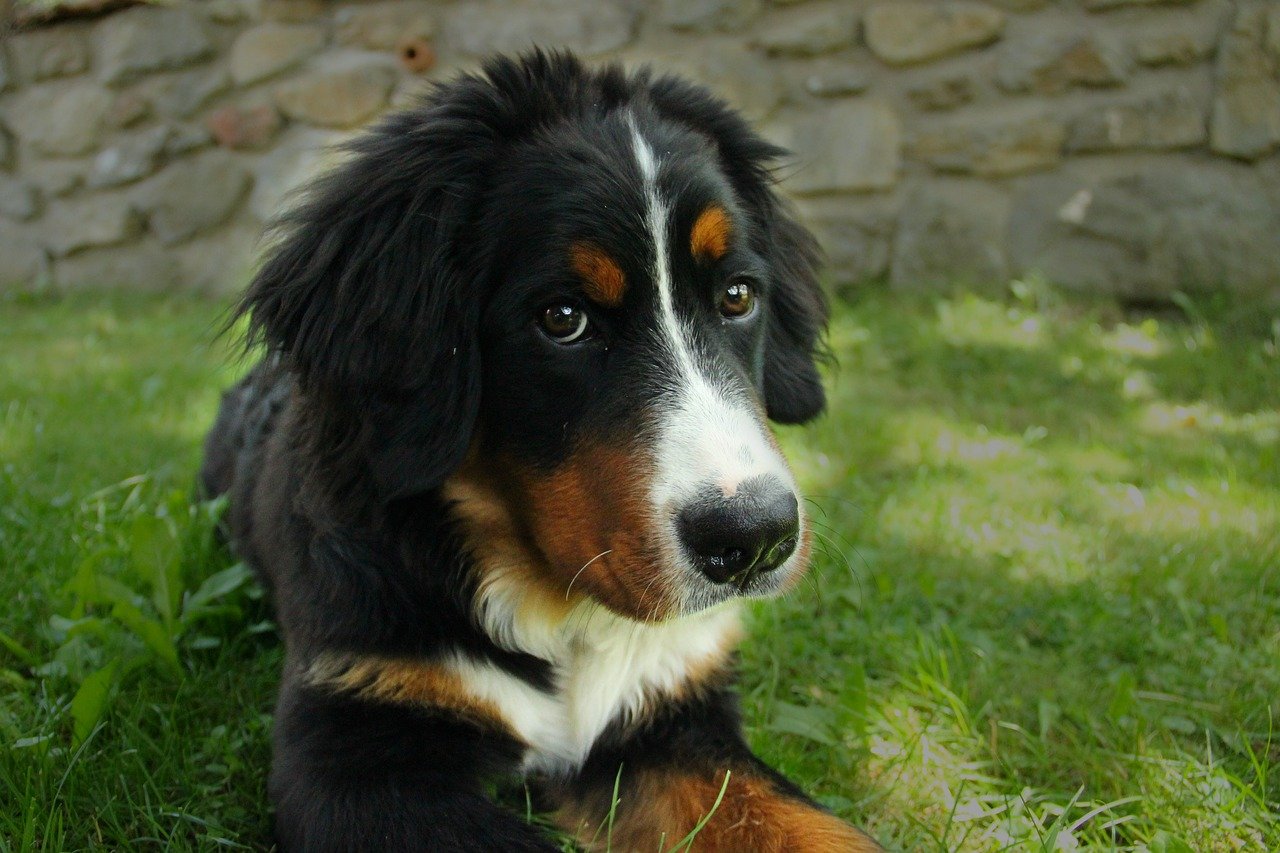 Berner Sennenhund beißt Joggerin