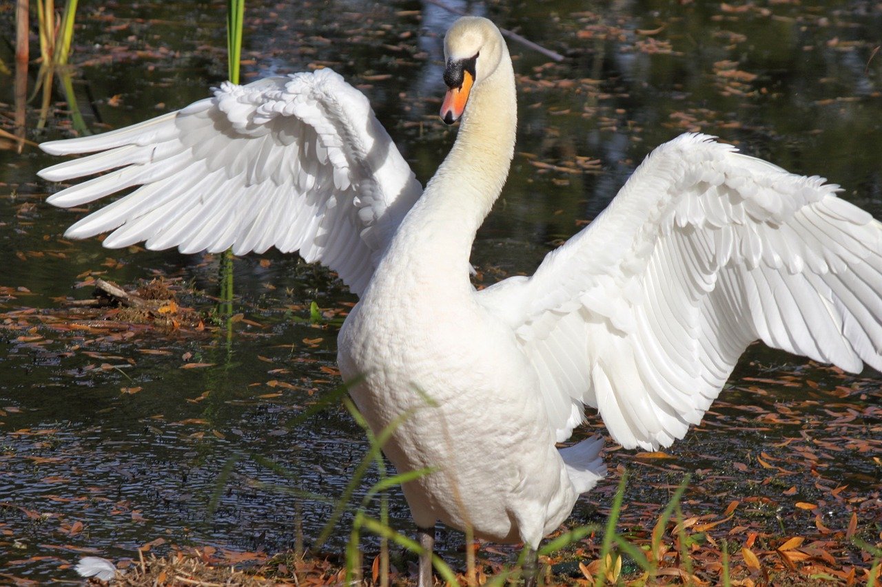 Schwan auf Abwegen: „Spezial-Polizist“ im Einsatz