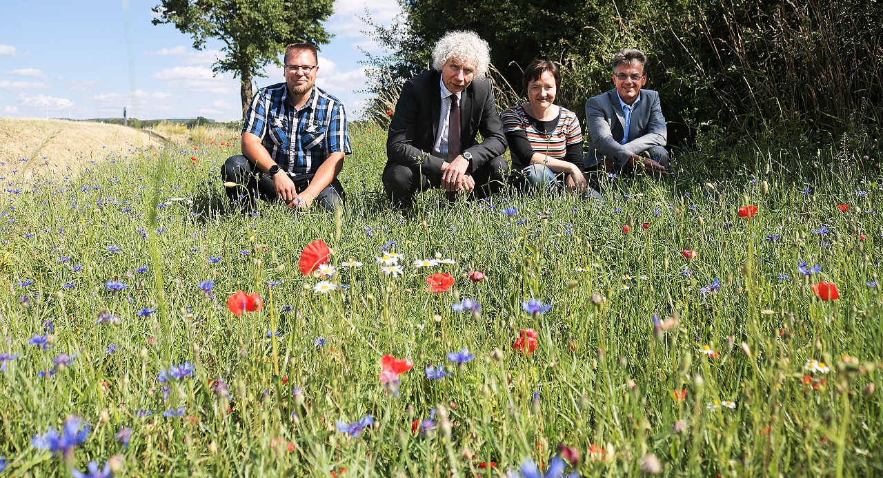 Blühende Blumenwiesen trotzen der Hitze