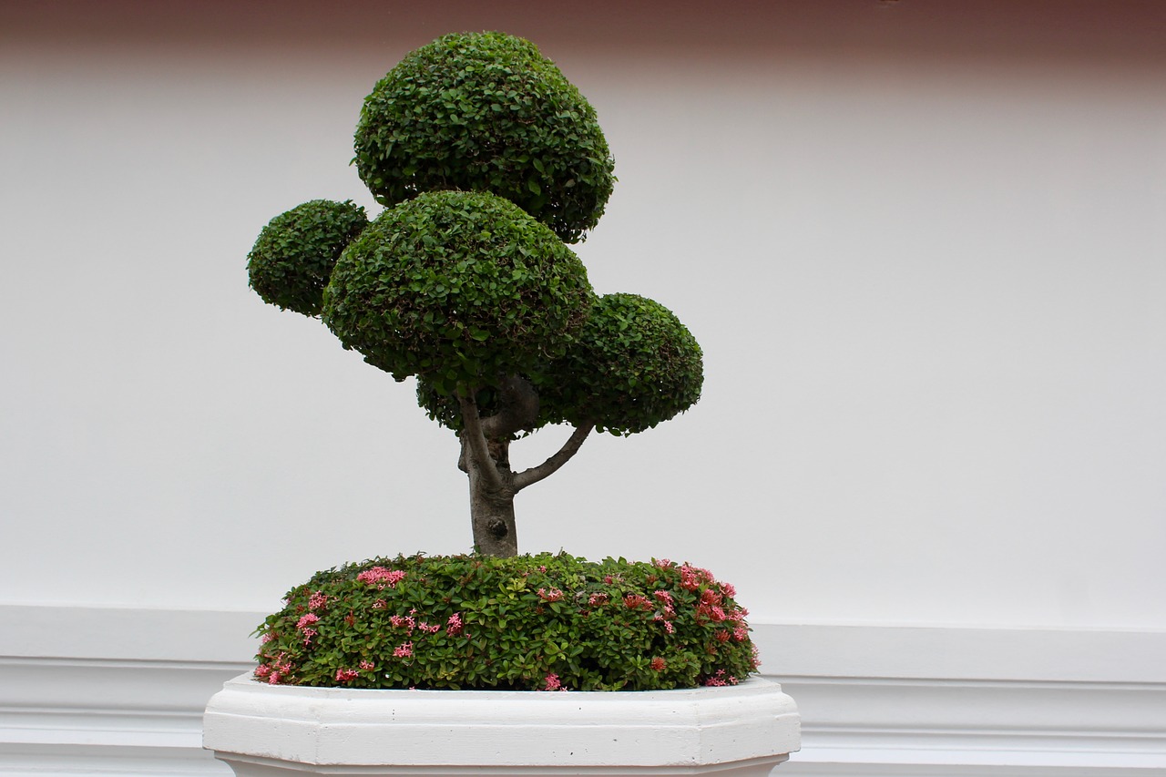 Bonsai-Dieb in Rothenstadt unterwegs