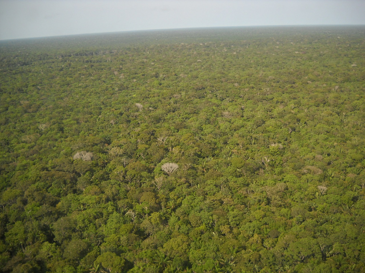 Greenpeace Weiden protestiert für Amazonas Regenwald