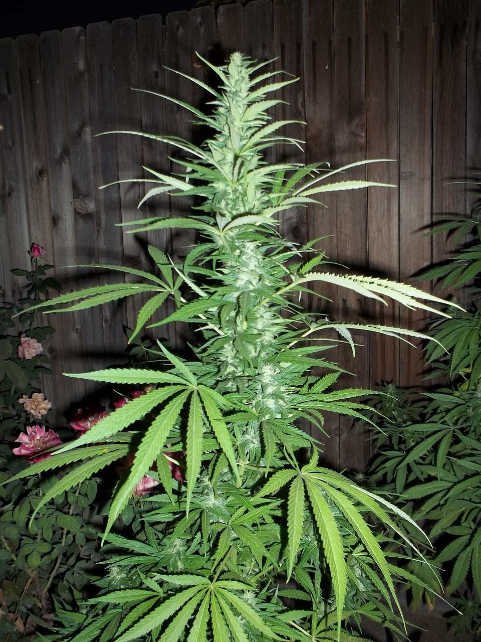 Cannabis-Plantage aufgeflogen