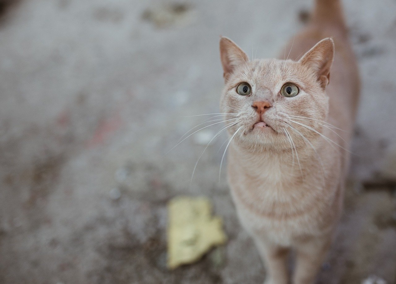 Schüsse auf Katze