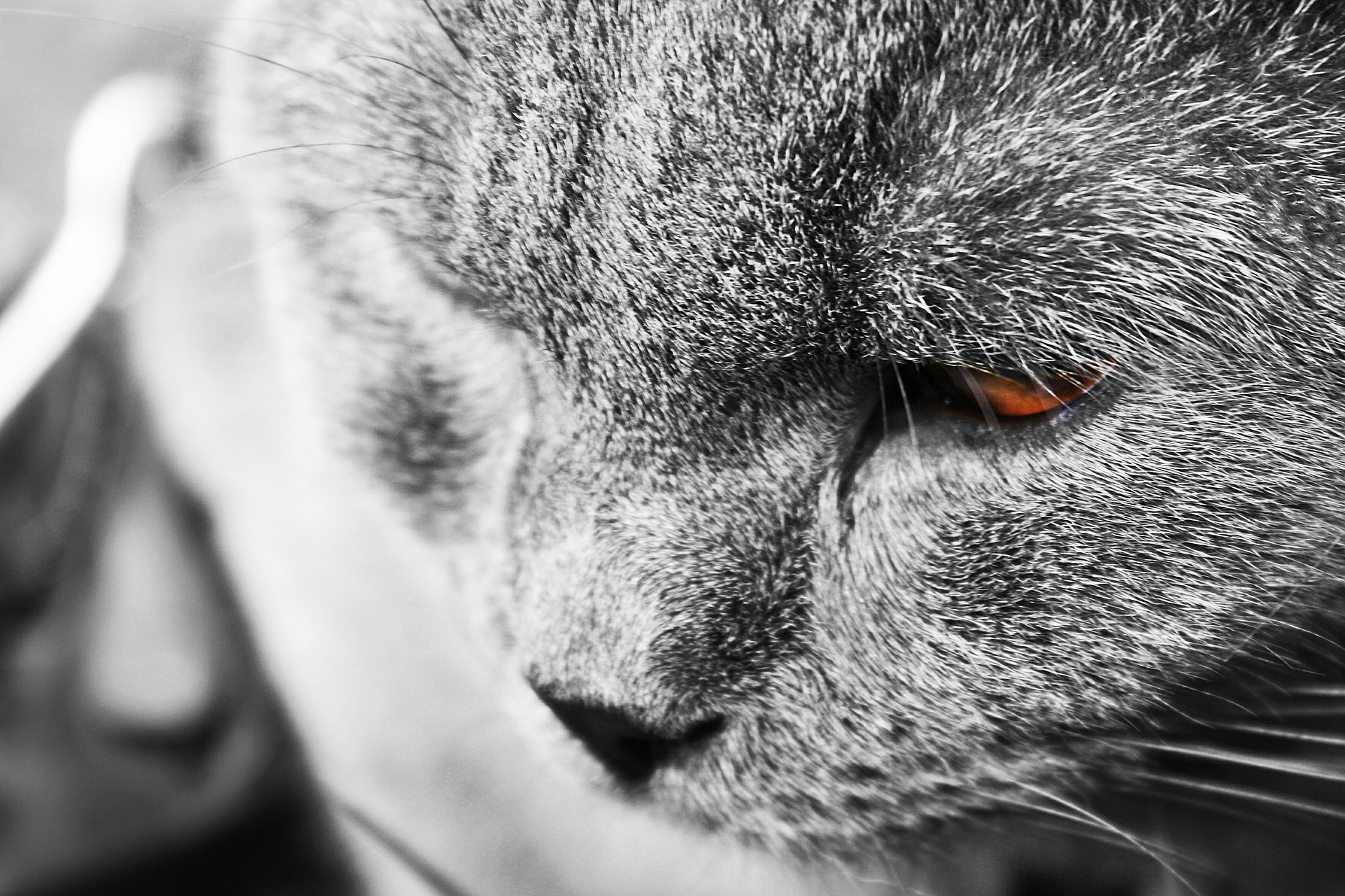 Auf Katze geschossen