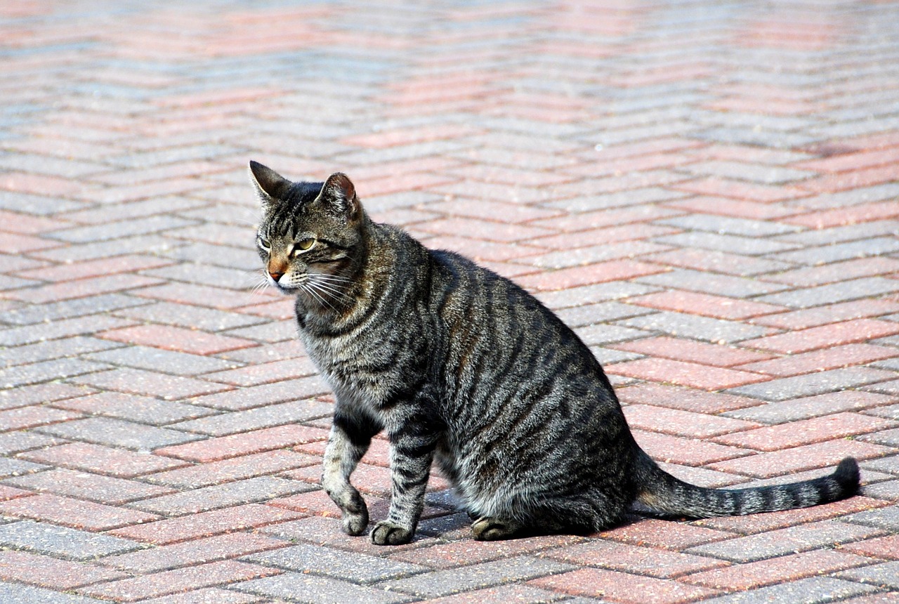 Katzenjammer: Katze gerettet – Auto geschrottet