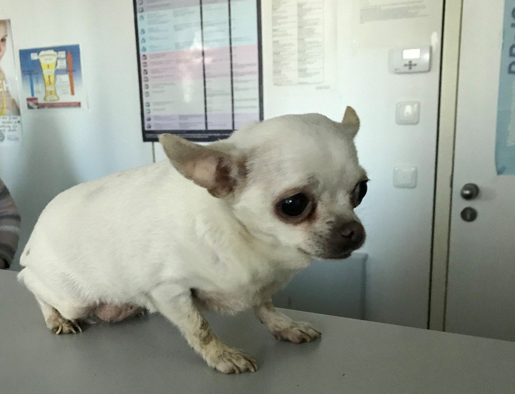 Kleiner Chihuahua sucht Besitzer