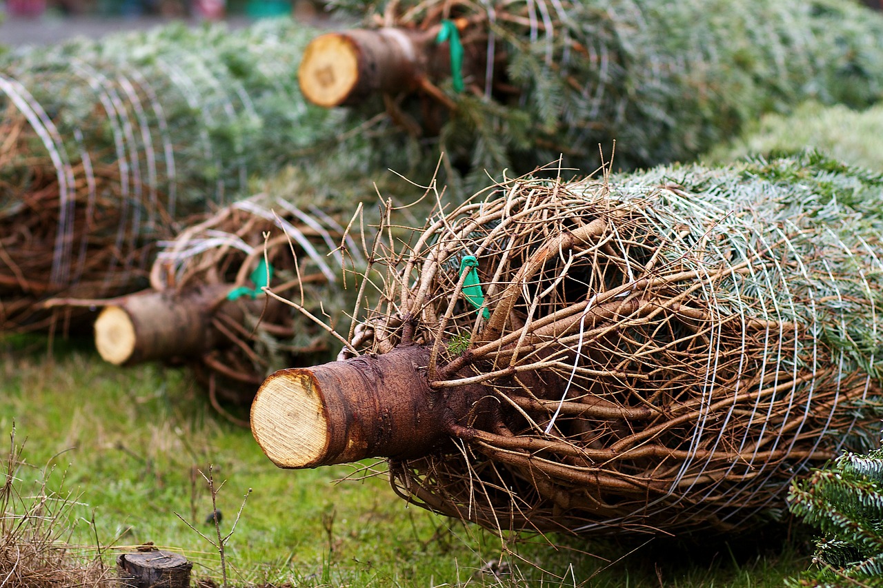 Tschüss, Weihnachten: Christbäume werden in einer Woche abgeholt
