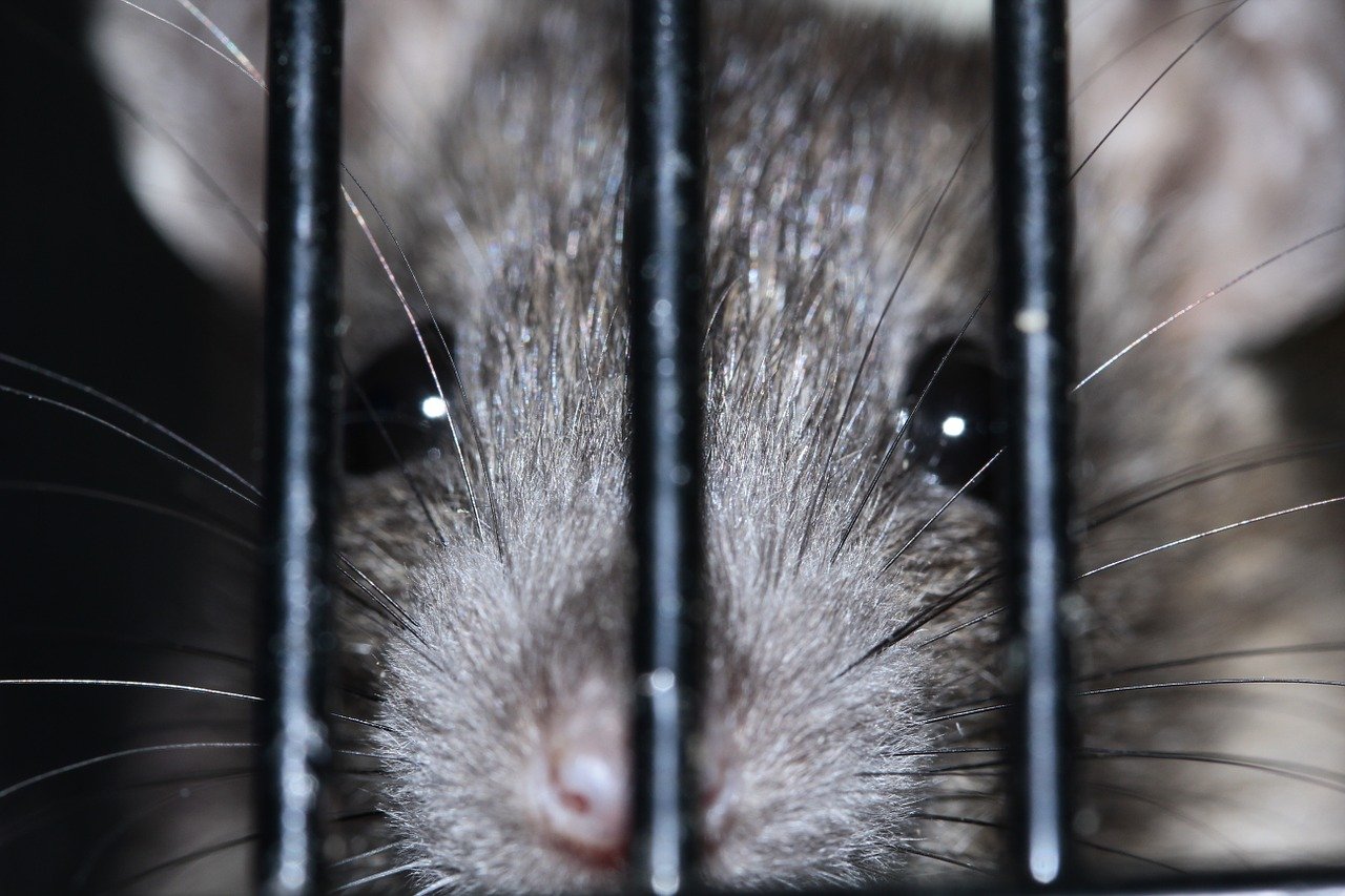 Weiden kämpft gegen die Ratten