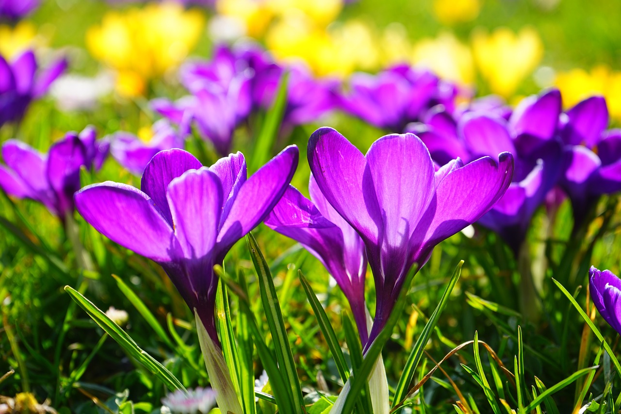 Mehr Grün für die Stadt Weiden: 57. Blumenschmuckwettbewerb