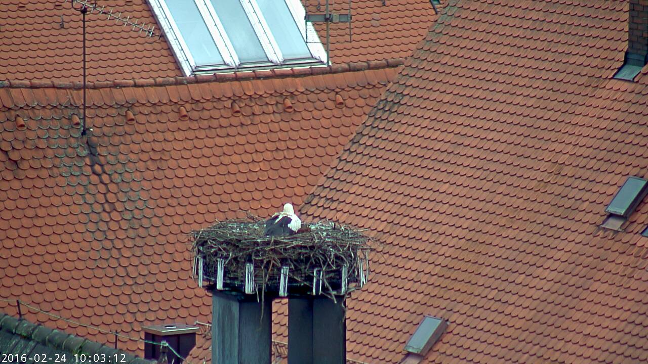 Der Storch ist zurück in Weiden